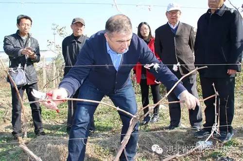 協會邀請格魯吉亞葡萄專家來我省技術指導