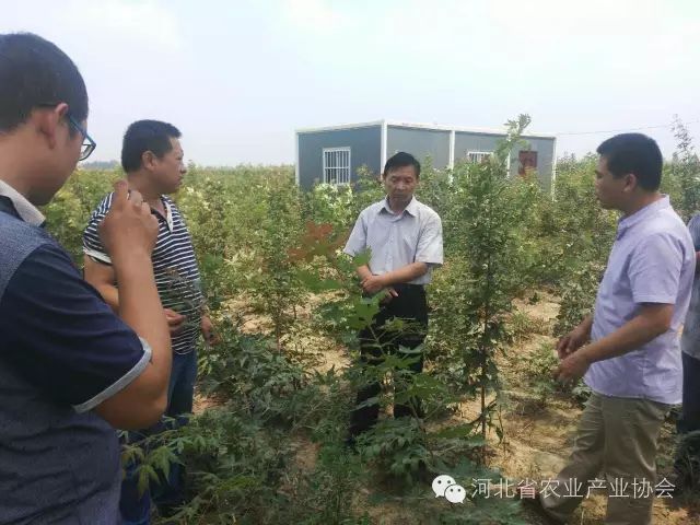 孫悅明會長等協會領導到安平縣會員單位調研， 取得良好效果