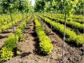 藥用植物間作、混作、套作的技術原理
