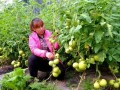 打頂、去杈、整枝，去葉原則必不可少！蔬菜去葉存在3個誤區(qū)