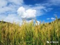 康春鵬：我國農(nóng)村電子商務發(fā)展形勢與走勢