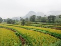 邯鄲、承德、唐山……河北各地大力發(fā)展特色產(chǎn)業(yè)，提升農(nóng)業(yè)質(zhì)量效益和競(jìng)爭(zhēng)力