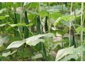 瓜類蔬菜裂蔓？誰說只有蔓枯病！還有這幾個原因