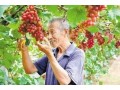 全省首批！河北這55縣區(qū)獲評(píng)農(nóng)產(chǎn)品“金字招牌”！快看有你家鄉(xiāng)嗎？