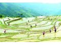 農業農村部：今年要振興大豆，擴大油料，適當調減水稻
