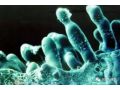 什么是真菌病害？什么是細菌病害？如果不懂后果很嚴重