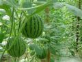 西瓜種植過程中，你是否了解蔓枯病、炭疽病和枯萎病？