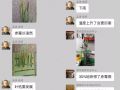 5月，讓小麥減產(chǎn)50%的病蟲都來了！抓緊防治！