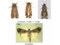 入侵19省！禍害大半個(gè)中國(guó)的“妖蛾子”，被國(guó)務(wù)院點(diǎn)名了！（附農(nóng)業(yè)農(nóng)村部最新防控方案）