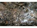 果樹根部病害連認都認不全？真的該上點心了 ！