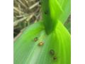 省植保站發布：褐足角胸葉甲進入危害始盛期 抓緊防治！