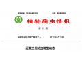 拯救玉米：除了遷徙來的妖蛾子，三代粘蟲已大面積暴發。