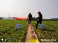 朝陽匯豐小分子+分子有序化技術在安國應用，半夏增產151%