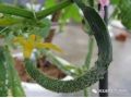 黃瓜彎瓜原因已找全，現在一定要避免！