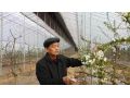 一心撲在攻克林果技術難題上的實干家——記協會專家服務團專家張英